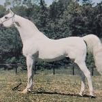 Ansata Abu Sudan