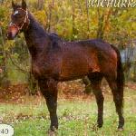Wichurka