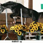 Sabat - Sabat około 2008r.