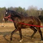 Equizar