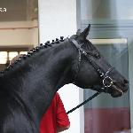 Rakoczy<br />&copy; faraa