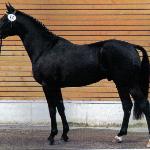 Hamit