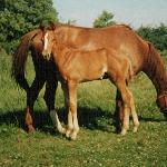 Antares - antares<br />&copy; A.Kapała<br /><i>jako źrebię</i>