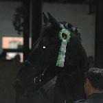 Edredon - Edredon - Pokaz Ogierów w Bolesławowie  8.03.2008<br />&copy; Voltahorse