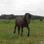 Denar