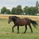 Denar