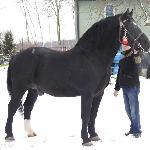 Alkad