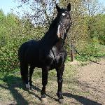 Arsenał