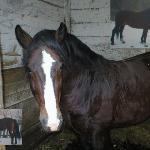 Hiner<br />&copy; photobucket Vynter