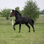 Imbir