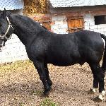 Aragon