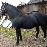 Aragon