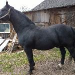 Aragon