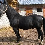 Aragon