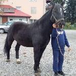 Trawiata