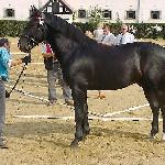 Milord<br />&copy; faraa