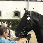 Milord<br />&copy; faraa