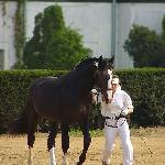 Amadeus<br />&copy; faraa