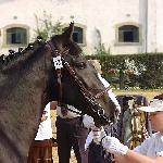 Amadeus<br />&copy; faraa