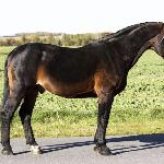 Alen