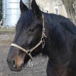 Stella