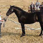 Lasso<br />&copy; faraa