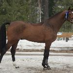 First Fighter ex Forest Gump<br />&copy; Hippos / Elina Hirvonen
