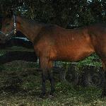 Kalipso