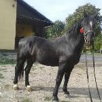 Lotos