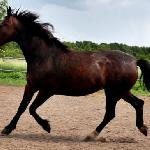 Łuna