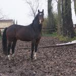 Kalter