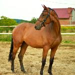 Kiara - KIARA 2 years old<br />&copy; Sylwia Sobczak