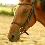 Kiara - Kiara<br />&copy; Sylwia Sobczak