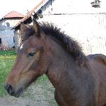 Witeź (Witez Hroby)