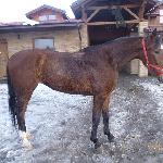 Orbita