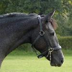 Solandria