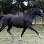 Andora