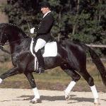 Depardieu (Depardieu 11)<br />&copy; Superior Equine Sires