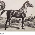 Massoud or. ar.