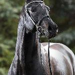 Black Jack