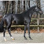 Black Jack
