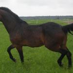 Wienna