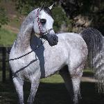 Om El Bellissimo