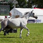 Pelgrima - Pelgrima 2010<br />&copy; R.Reed