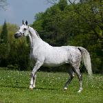 Pelgrima - Pelgrima 2010<br />&copy; Stuart Vesty