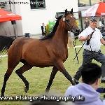 Harfia - Harfia 2012<br />&copy; Irina Filsinger