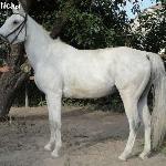 Farsa