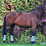 Hurysta<br />&copy; Adrianna Sękowska<br /><i>Wielkie Wierzno dn. 03.10.2015</i>