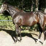 Son of Light - 2 latek