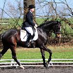 Son of Light - AUDI CENTRUM WROCŁAW CUP 2010<br />&copy; Katarzyna Boryna